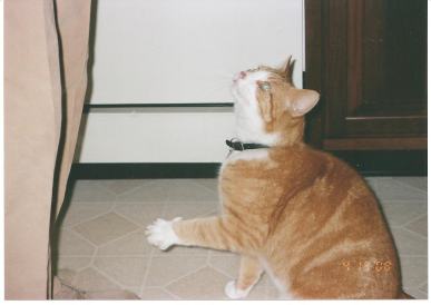 Sherman with the paw for milk